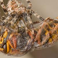 Spider with Median Wasp 1 